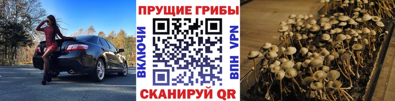 Псилоцибиновые грибы Cubensis Абакан